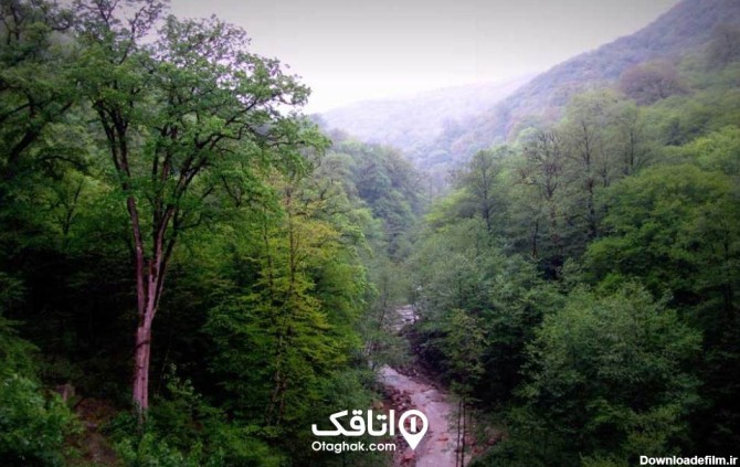 جنگل تیله کنار از جاهای دیدنی مازندران