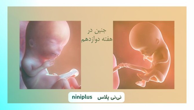 عکس جنین در هفته دوازدهم بارداری تصویر و اندازه جنین | نی نی پلاس