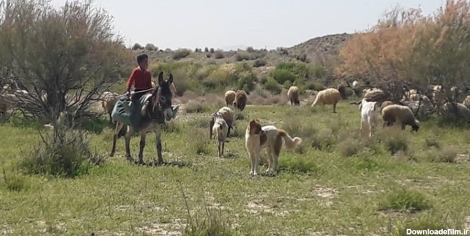 چوپان 7 ساله‌ای که اعتماد روستاییان را جلب کرد/امیرعباس در فصل تعطیلی مدارس به صحرا می‌رود