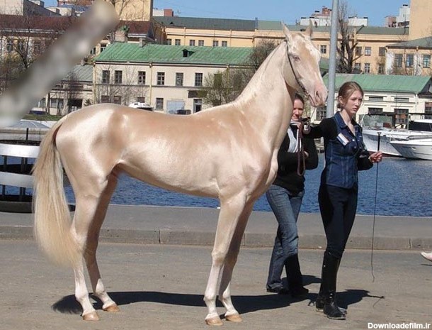 زیباترین اسب دنیا (عکس)