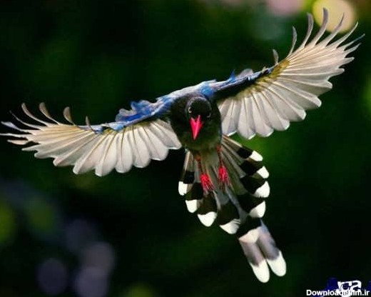 زیباترین پرنده جهان
