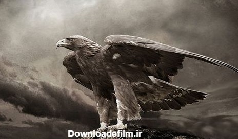 عکس سیاه و سفید - عقاب طلایی | دلبرگ