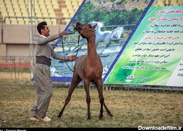 جشنواره زیبایی اسب اصیل در کرمانشاه