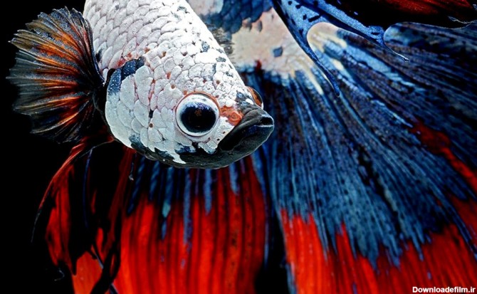 خبرآنلاین - این ماهی های جنگجو اما زیبا را ببینید