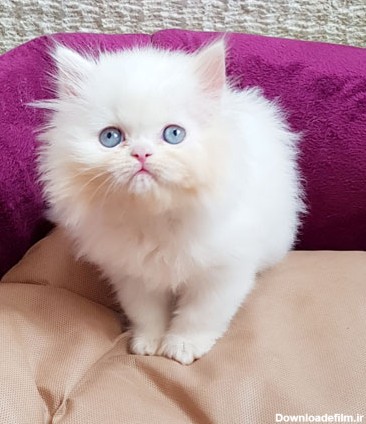 فروش بچه گربه سفید چشم آبی | سفید برفی |پرشین کت اصیل |فروشگاه ...