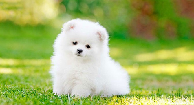 سگ اشپیتز سفید