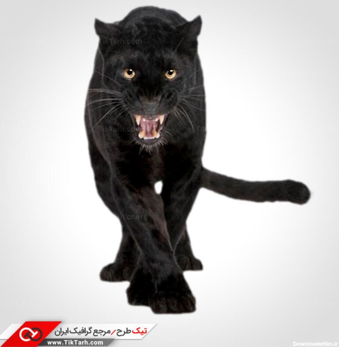 دانلود طرح لایه باز گربه وحشی سیاه