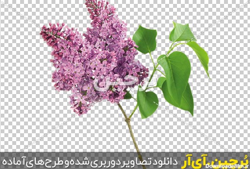 Borchin-ir- Lilac-Transparent-PNG-Photo گل بنفشه png2
