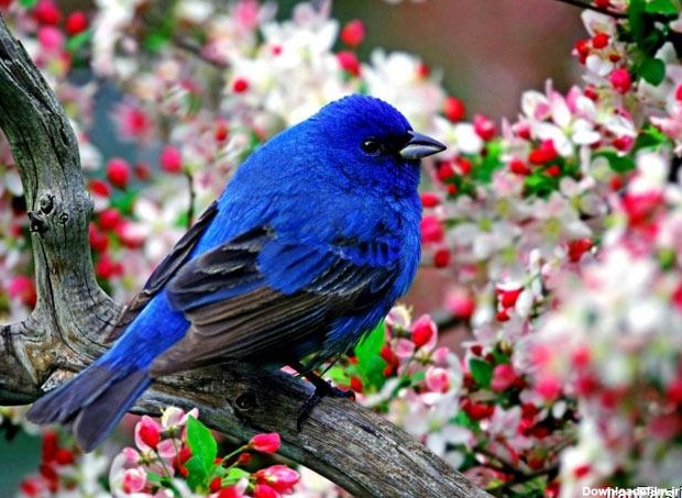 تصاویر زیباترین و کمیاب ترین پرندگان دنیا - اتحاد خبر
