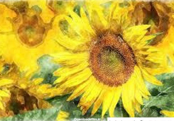 نقاشی-گل-آفتابگردان-با-گواش-خاص