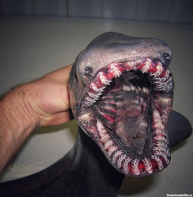 عکس ترسناک ترین حیوانات جهان