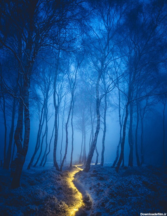 عکس‌کاوی #12: نقاشی با نور منظره جنگلی در شب | لنزک