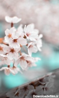 عکس زمینه شکوفه گل بهاری سفید پس زمینه | والپیپر گرام