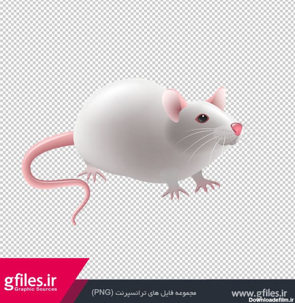 تصویر موش سفید آزمایشگاهی با پسوند پی ان جی
