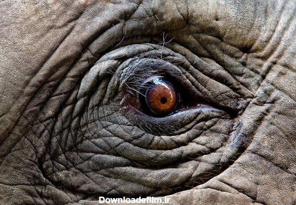 عکس/ نمای نزدیک از چشم فیل
