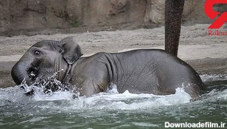 عزاداری در باغ وحش به خاطر مرگ بچه فیل محبوب/ عکس