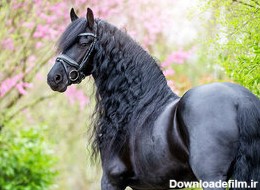 زیباترین اسب جهان؛ این اسب از افسانه ها آمده است/عکس