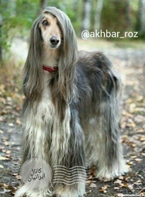 یکی از زیباترین نژادهای سگ - عکس ویسگون