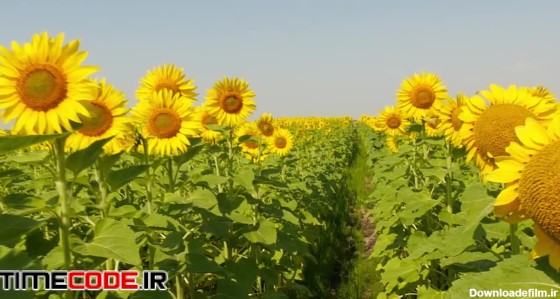 دانلود استوک فوتیج : مزرعه گل آفتاب گردان Sunflower Field 264860 ...