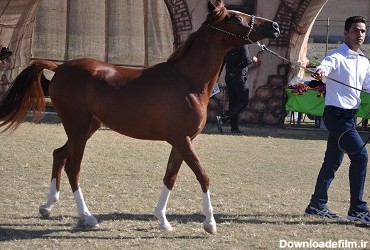 مسابقات زیبایی اسب در شوشتر