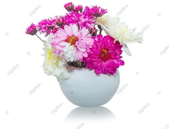 عکس گل-طبیعی-در-گلدان-دیجیت باکس - DigitBox