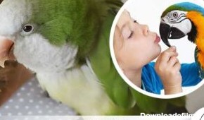 درمان آلرژی به پرندگان خانگی - چیکن هچ