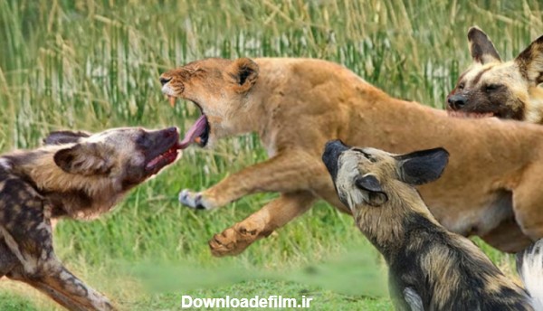 حمله سگ های وحشی برای انتقام از شیرها