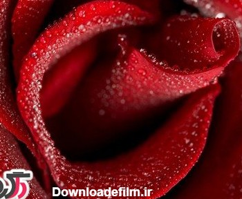 گل رز قرمز عاشقانه 2015 مخملی