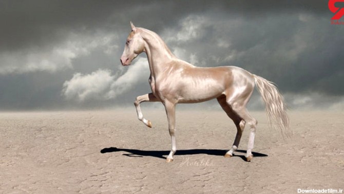 زیباترین اسب جهان+تصویر
