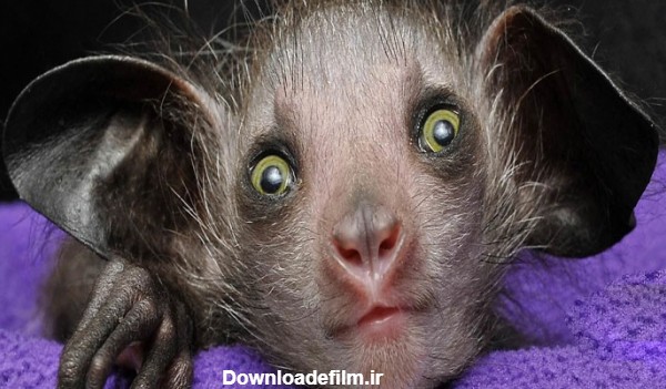 فرارو | (تصاویر) ۷ تا از ترسناک‌ترین حیوانات جهان را بشناسید