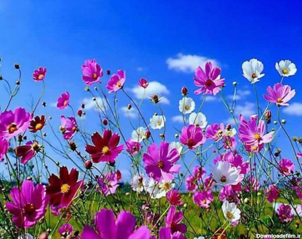 عکس گلهای بهاری بسیار زیبا در طبیعت