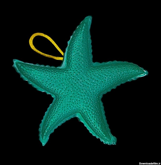 عکس ستاره دریایی عروسکی