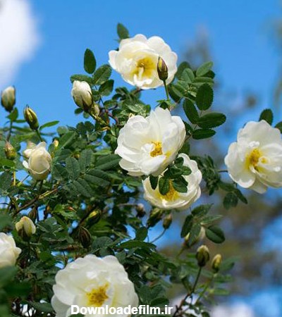 تصاویر پروفایلی گل های رز با بالاترین کیفیت برای دانلود | جدول یاب