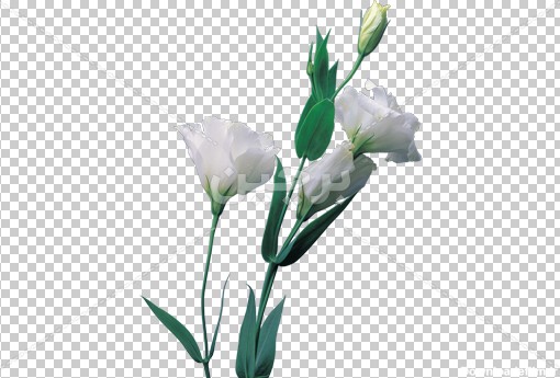 Borchin-ir-white flower photo_png عکس بدون پس زمینه شاخه گل سفید۲