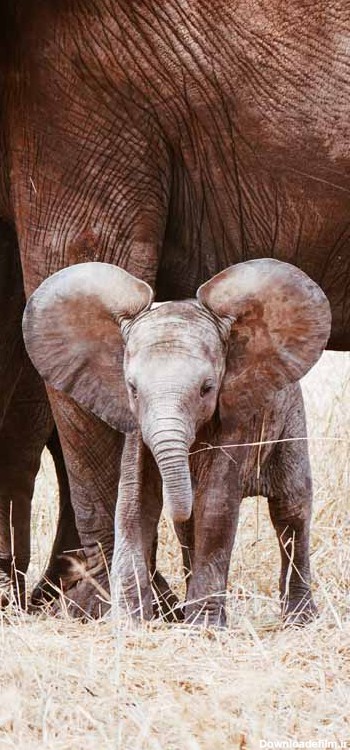 دانلود تصویر بچه فیل