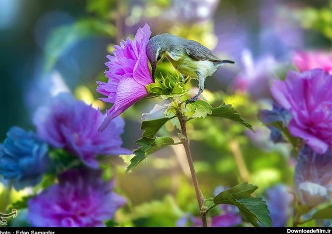 دنیای زیبای پرندگان- عکس استانها تسنیم | Tasnim