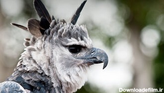 هارپی؛ عقاب غول‌پیکر افسانه‌ای/ عکس