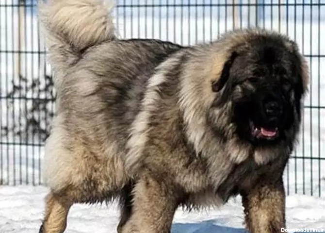 فرارو | با بزرگترین نژاد سگ در ایران آشنا شوید!