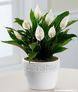 گیاهان گلدار برای خانه شما - کافه گلدون فروشگاه اینترنتی گل و گیاه