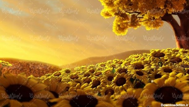 دانلود تصویر گل آفتابگردان - ایران طرح
