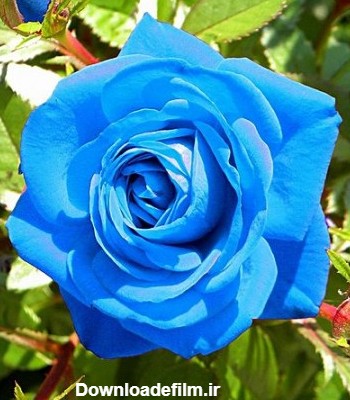 گل رز آبی , تصویر گل رز آبی رنگ