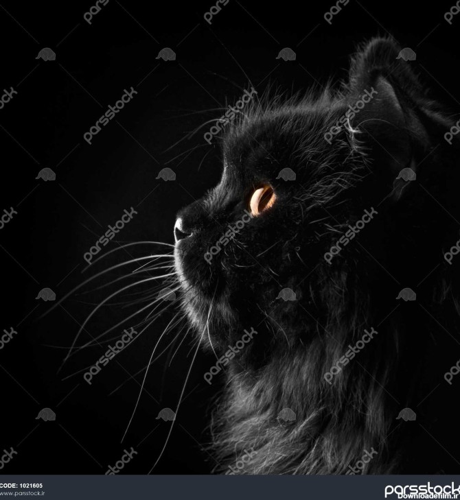 فارسی گربه سیاه و سفید در زمینه سیاه و سفید 1021605