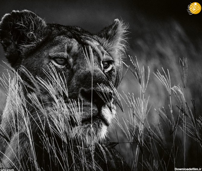 فرارو | (تصاویر) عظمت شیرها در عکس‌های سیاه و سفید