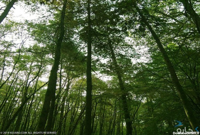 جنگل و ساحل گیسوم کجاست |‌ راهنمای بازدید + عکس و آدرس - کجارو
