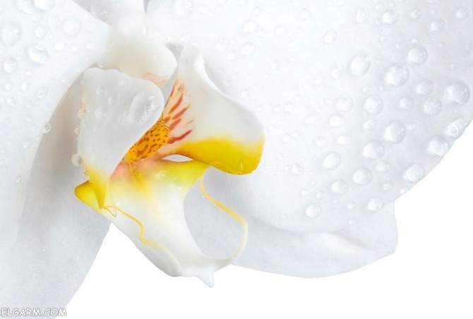 80 عکس خیره کننده گل ارکیده طبیعی