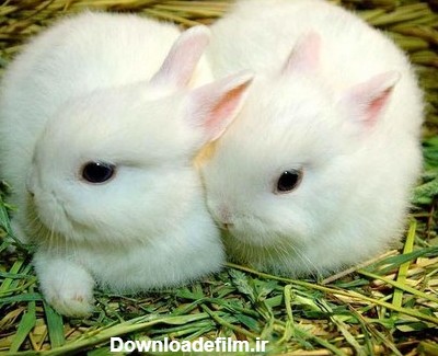 معرفی 10 مورد از نژاد های خرگوش خانگی در دنیا به همراه عکس - Happypet
