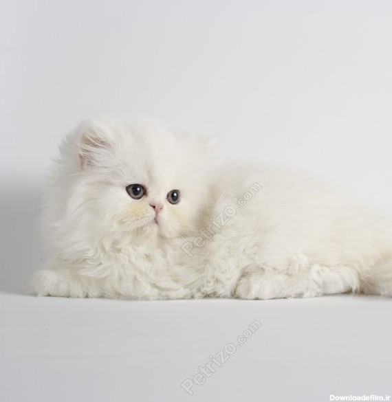 خرید گربه پرشین سفید