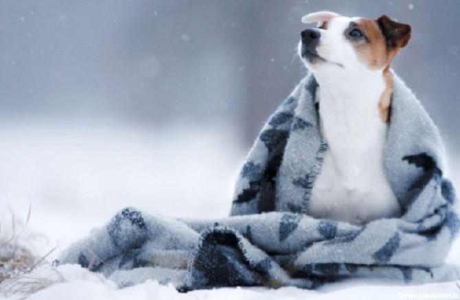 مراقبت از سگ در زمستان؛ 7 مورد مراقبتی از سگ در هوای سرد - مجله پت ...