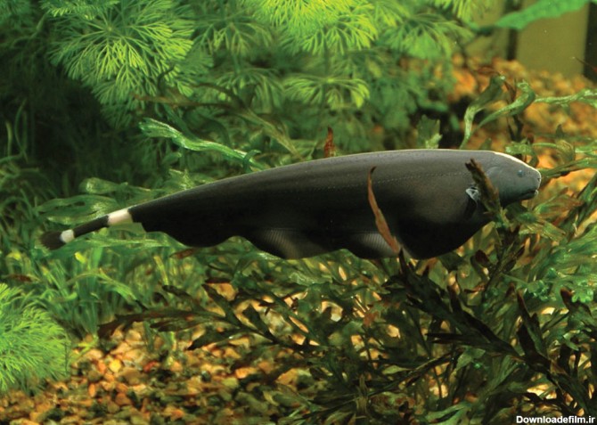 روح ماهی یا روح سیاه ؛ ماهی جالبی که به عقب هم حرکت می کند - پت زیپ