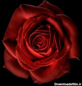 دانلود رایگان عکس 5k گل رز با پس رمینه سیاه | image 5k rose flower ...